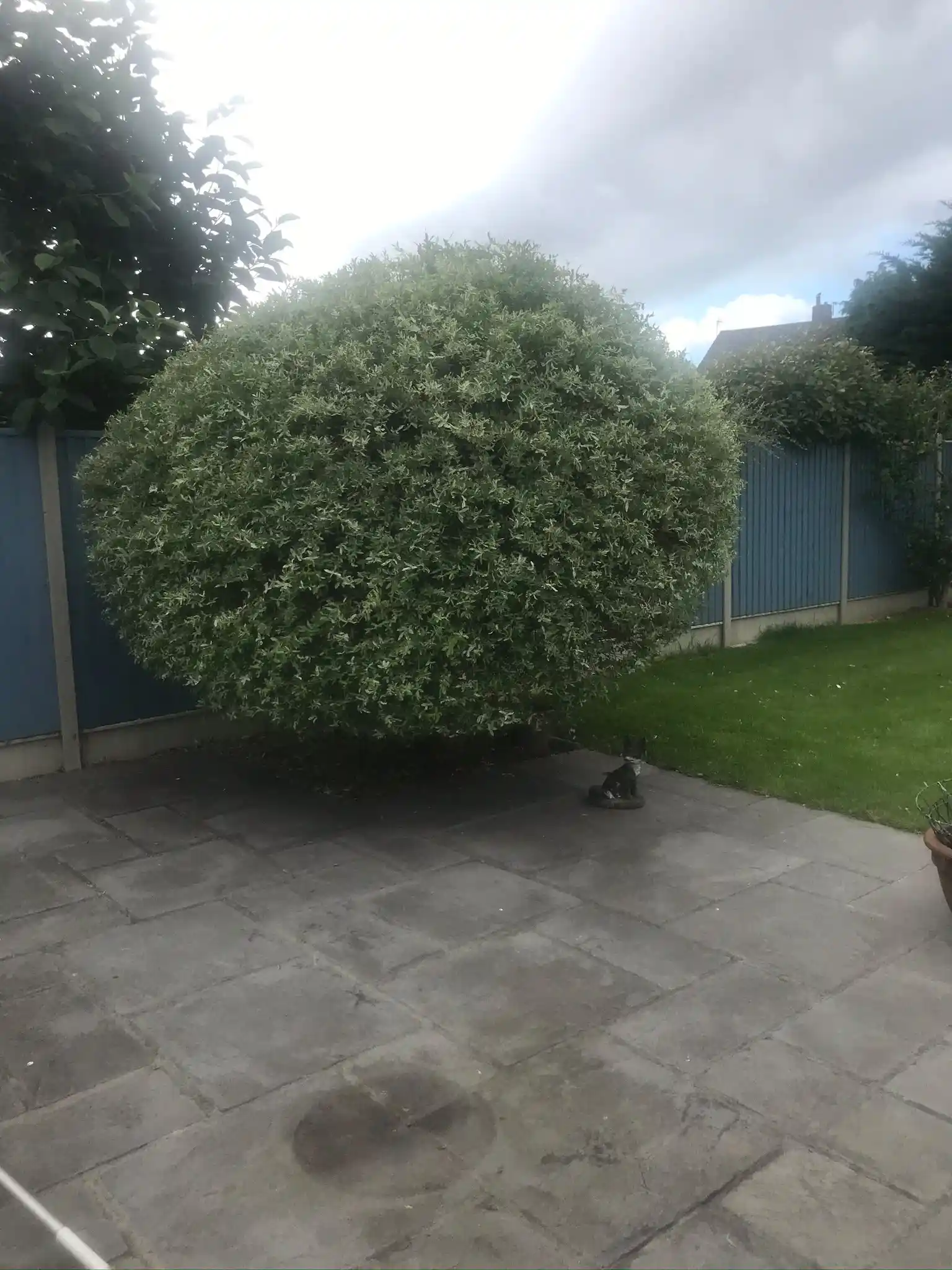 hedge cutting service